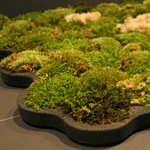 Un tapis de bain végétal