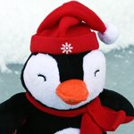 Il fait un froid Polaar