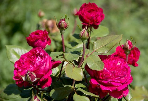 Les Jardins de Coursiana