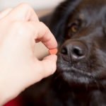 Gipsy a testé… la Doggybox de Février