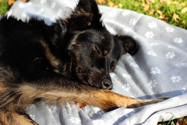 woufblox-plaid-gipsy