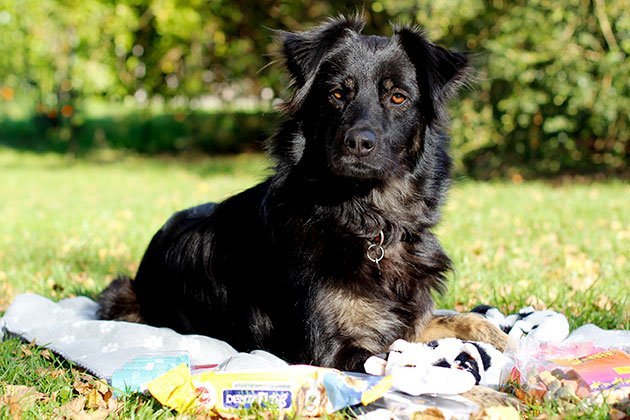 woufbox-octobre-2015