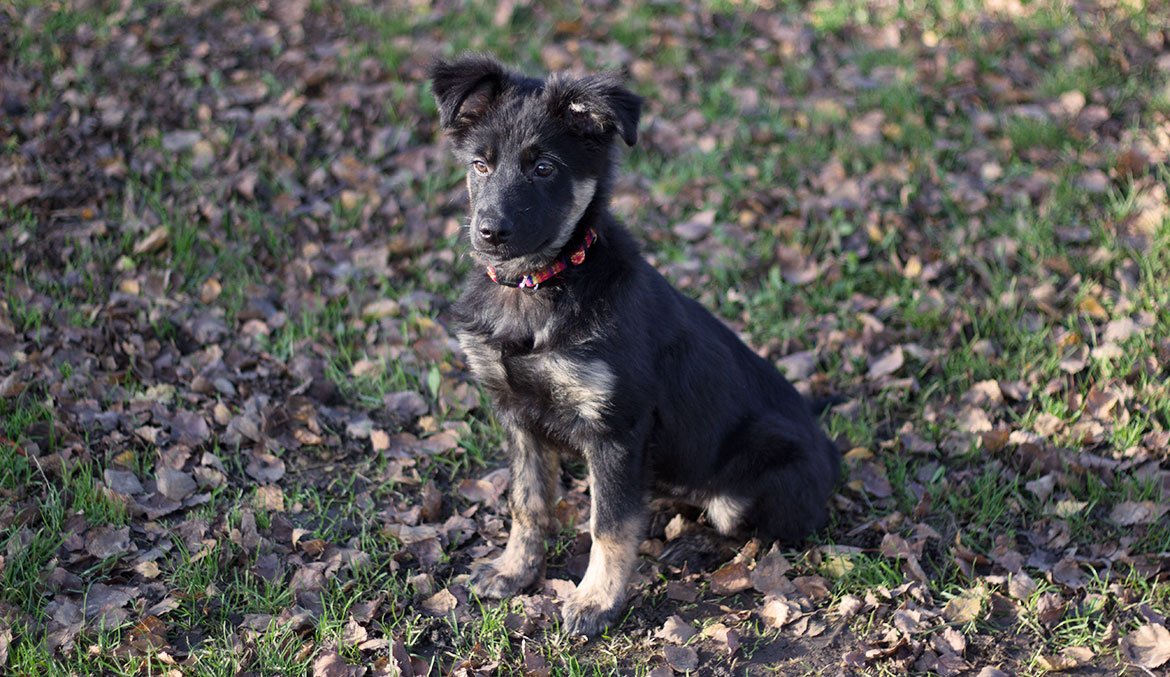 Adopter un chien conseils 🐶 adoption chiot ⋆ Juste Sublime