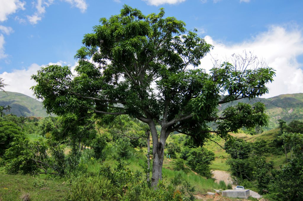 Treedom - planter un manguier