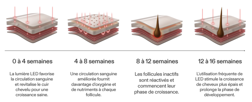 Cycle croissance du follicule pileux